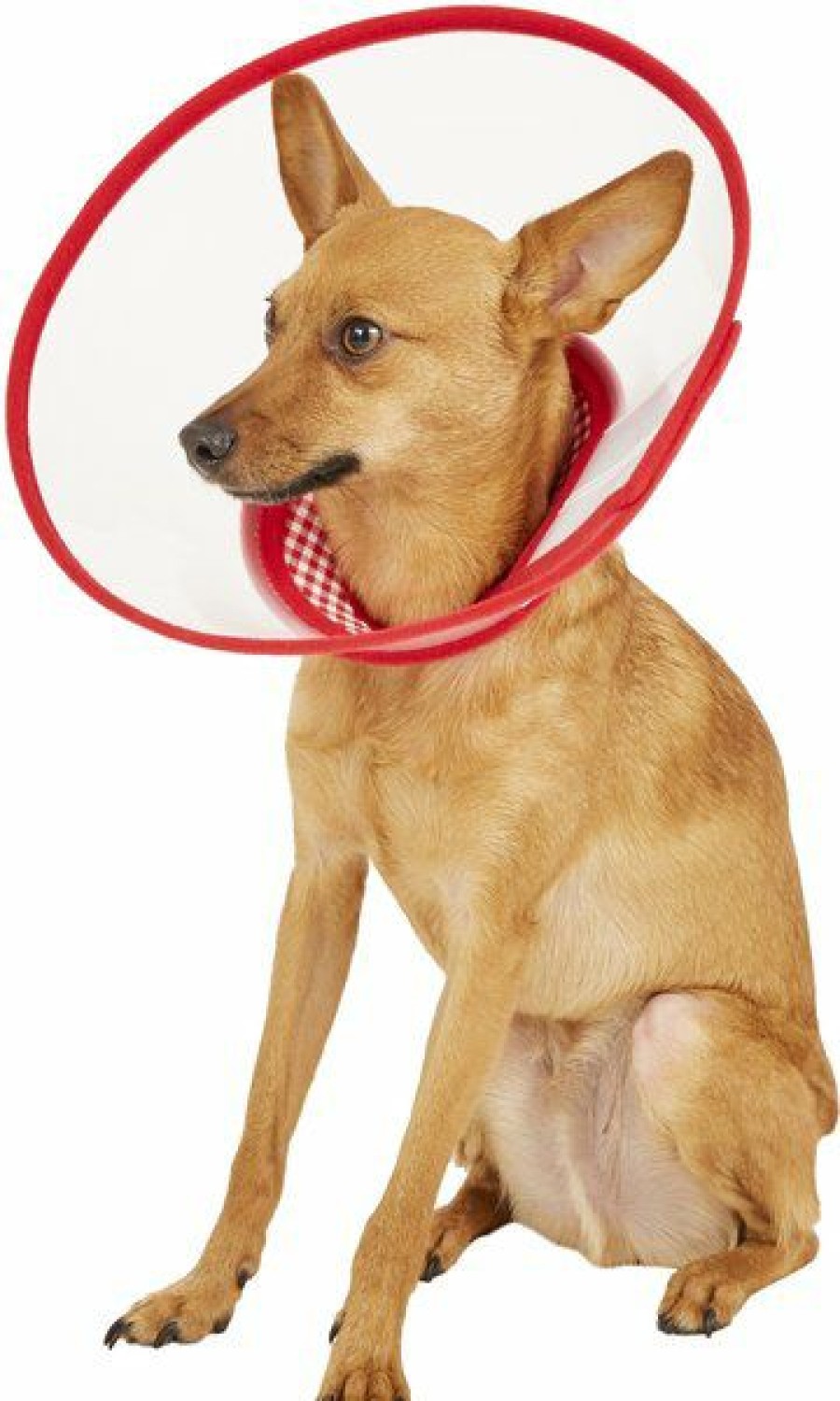 Cat Healthcare * | New Alfie Pet Zumi Soft Edge Velcro Closure Dog & Cat Recovery Collar